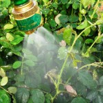 Use a hose to knock aphids and mites off plants.