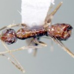 Rasberry crazy ant