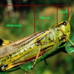 Diagram of grasshopper showing head, thorax and abdomen.  Credit: Kelly Gilkerson, Clemson University