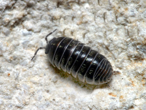Pillbugs or rolie-polies are gill-bearing isopods that require moisture to breath.
