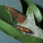 Fig. 1. Adult genista caterpillar moth and pupa extracted from silken webbing or cocoon.