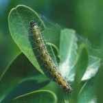 Fig. 3. Mature genista caterpillar and silken webbing on Texas mountain laurel.