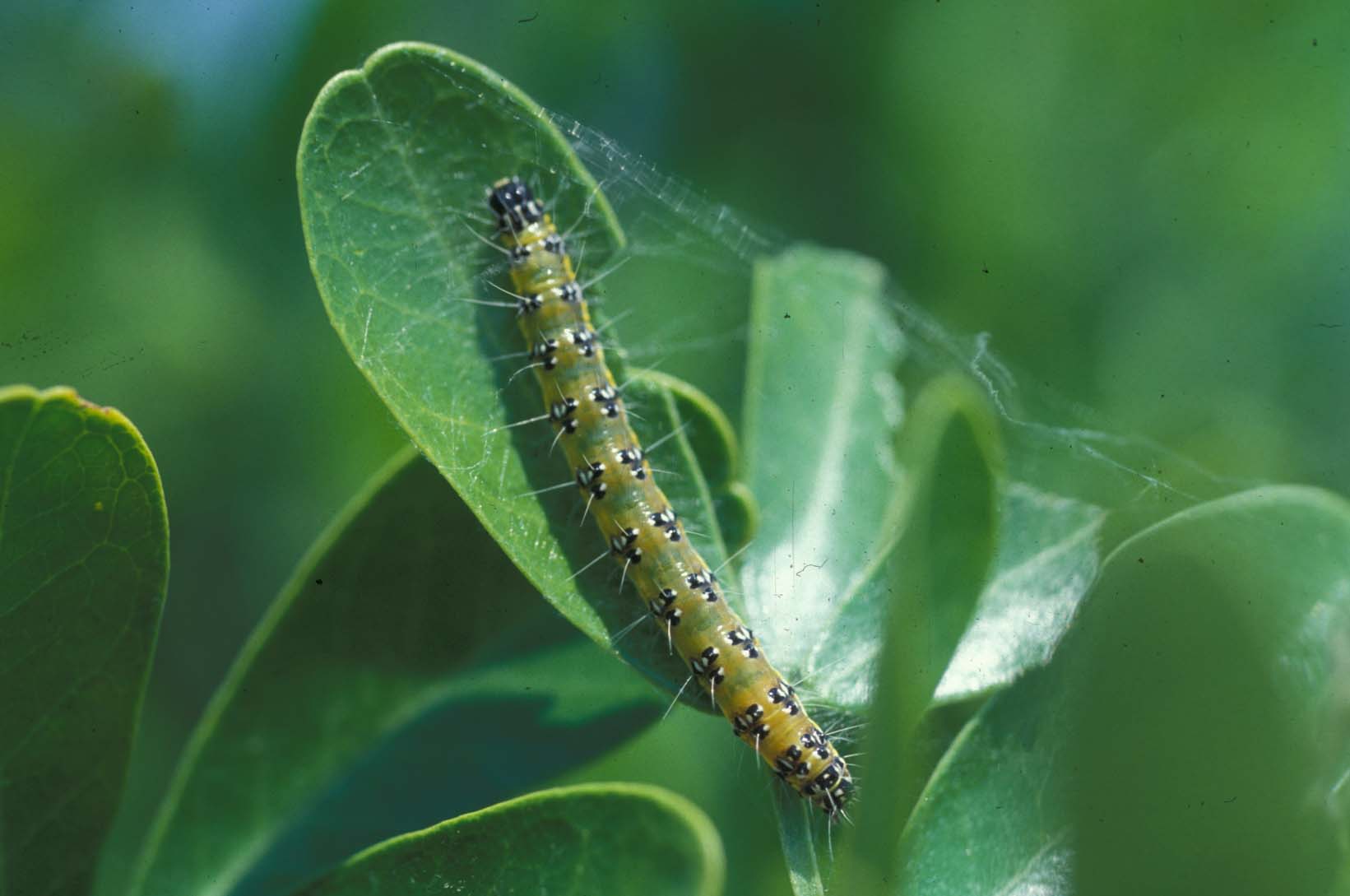 Caterpillar - Sons of the Forest Wiki