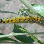 Genista caterpillar larva on Texas mountain laurel