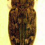 Wood-boring beetle, Chrysoblothris sp. Photo by Bart Drees.
