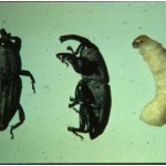 Fig. 1. Adult and larvae of hunting billbug. Photo by J. Reinert.