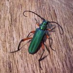 Longhorn beetle on gum bermulia. Photo by Bart Drees.