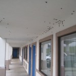 Katydid outbreak at a motel in Fort Bend County, Texas, 2009. Photo by Bart Drees.