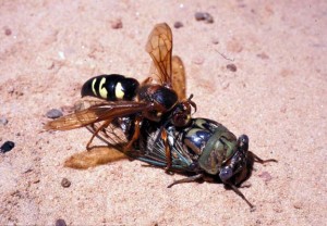 Cicada killer female and cicada. Photo by B. Drees.
