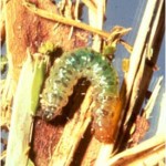 Tropical sod webworm (caterpillar stage). Photo by G.M. McIlveen.
