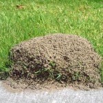 A fire ant mound in turfgrass near a sidewalk