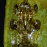 Hawthorne lace bug, Corythuca cydoniae (Fitch). Photo by Bart Drees.